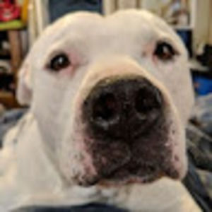 Meet your Posher, Bobbi